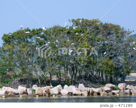 鳥たちの家 鳥たちの家 471280