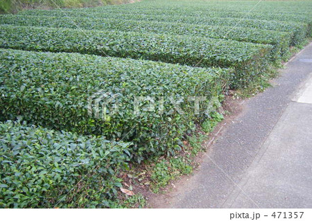 茶畑 471357