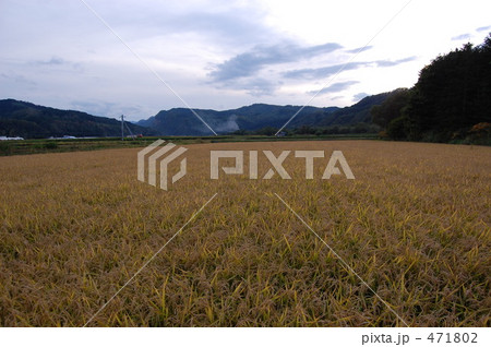 山　稲穂　もぅすぐ稲刈り 471802