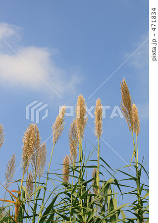 秋の植物 パンパースグラス 3 秋の植物 パンパースグラス 3 471834
