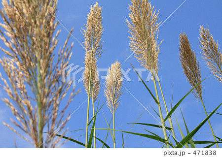 秋の植物 パンパースグラス 1 秋の植物 パンパースグラス 1 471838