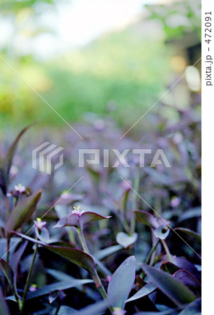 紫の花 紫の葉っぱ 紫の植物の写真素材 4791