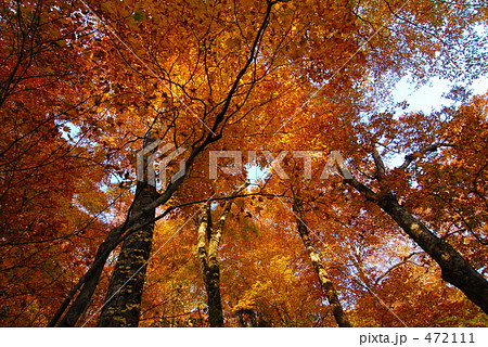 白神山地　ブナの紅葉 472111