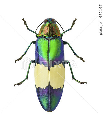 ヒロキオビルリタマムシ 472147