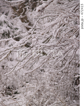 雪枝 雪枝 472415