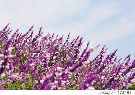 ブルーバーベナ　ハスタータ　１　（レモンバーベナ） 472492