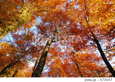 白神山地ぶなの紅葉 473047