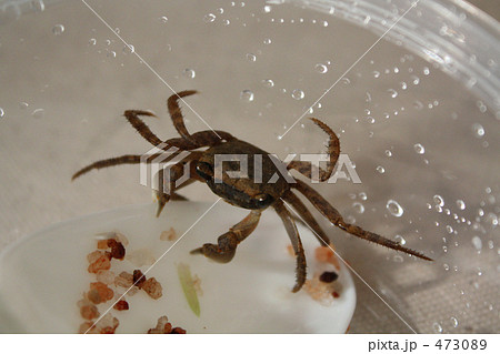 小柄なベンケイガニ 473089