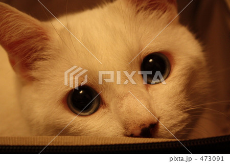 白い猫02 473091