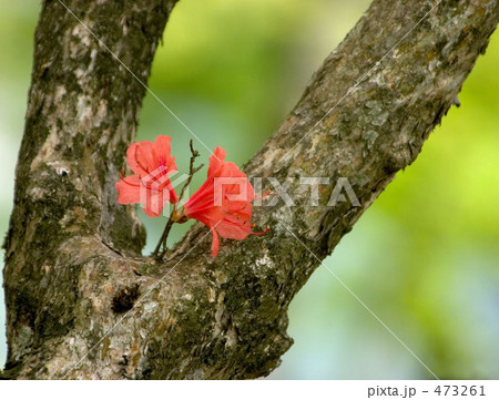 ヤマツツジ咲く ヤマツツジ咲く 473261