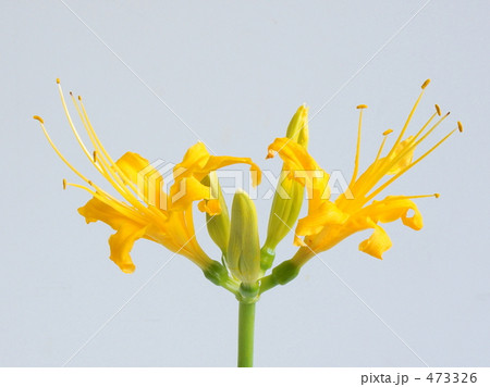 リコリス・オーレア 473326