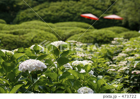 紫陽花園 473722