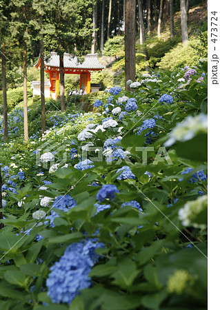 三室戸寺のアジサイ 473724