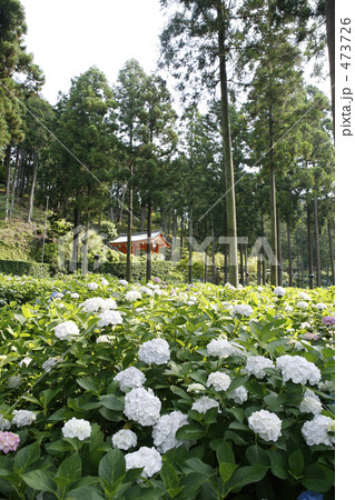 三室戸寺のアジサイ 473726