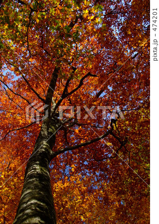 白神山地ブナの紅葉 474201