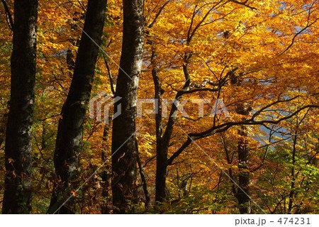 白神山地ブナの黄葉 474231