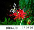 彼岸花と蝶 474646