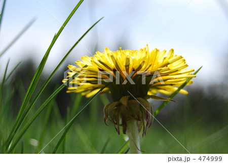 すくすくタンポポ すくすくタンポポ 474999