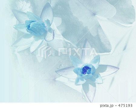 Water Lily. Ⅱ Water Lily. Ⅱ 475193