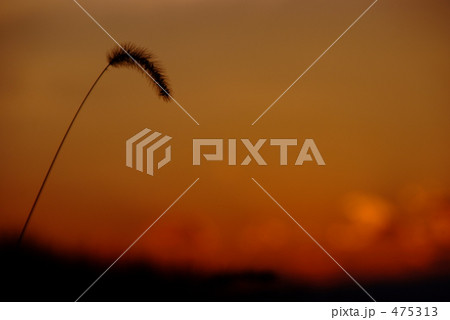 えころぐさ 475313