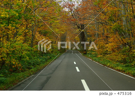 並木道 並木道 475316