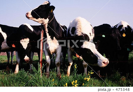 牧場の牛 475348