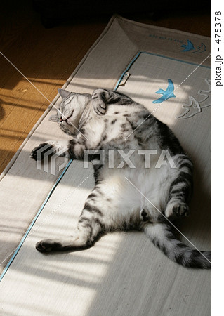 アメリカンショートヘアー　シルバータビー　アメショー 475378