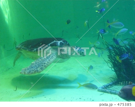 鳥羽水族館の海がめ 鳥羽水族館の海がめ 475385