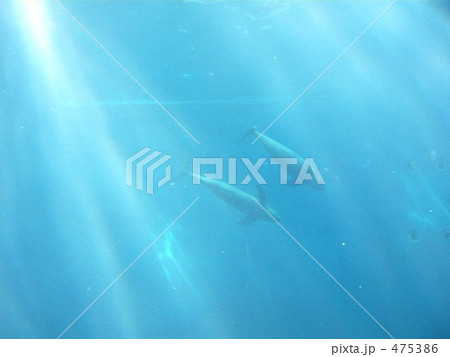 鳥羽水族館のスナメリ 475386