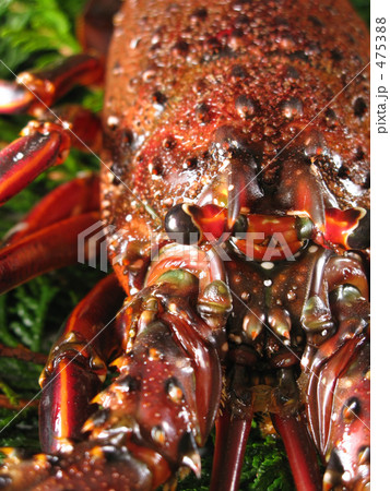 あっぷっぷ 475388