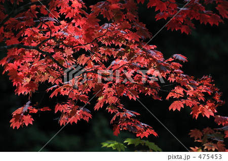 逆光に耀くモミジ 475453
