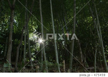 竹薮に差し込む一筋の光 竹薮に差し込む一筋の光 475459