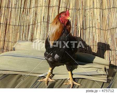 鶏　にわとり　地鶏　チャボ　湯布院地鶏 475712
