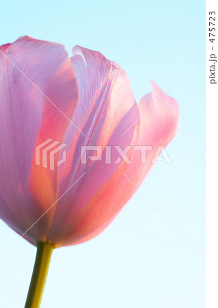 チューリップに当たる朝陽 475723