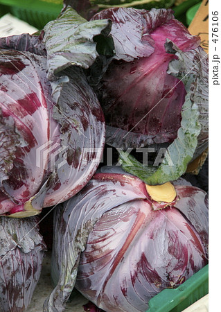 収穫された紫キャベツ 476106