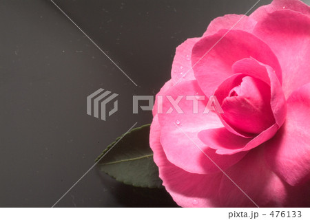 さざんか さざんか 476133