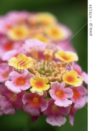 花盛りのランタナ 476134