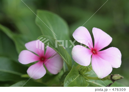 ピンクのニチニチソウ 476309