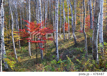 白樺林と紅葉 白樺林と紅葉 476487