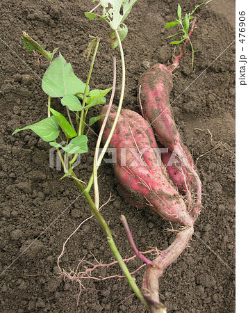 ほ〜、掘れちゃったんだよ〜 ほ〜、掘れちゃったんだよ〜 476906