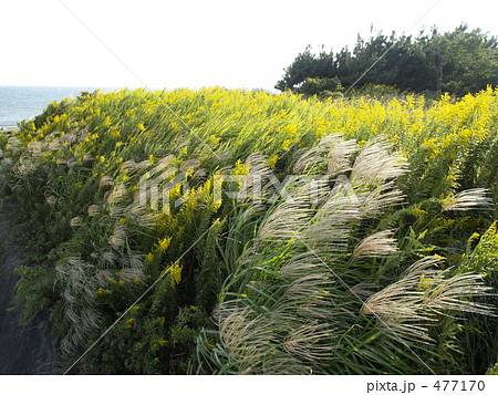 ススキとセイタカアワダチソウ 477170