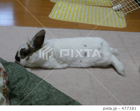 くつろぎ くつろぎ 477381