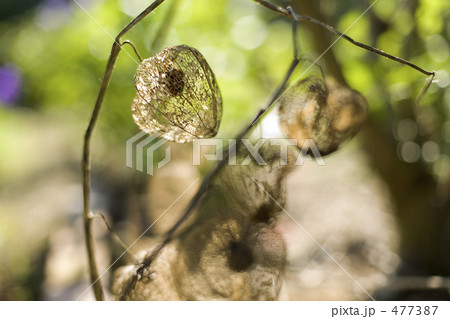 網の目になったホウズキ 網の目になったホウズキ 477387