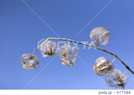 青空とドライホウズキ 477388