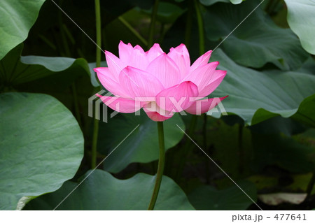 初秋 上野・不忍池 初秋 上野・不忍池 477641