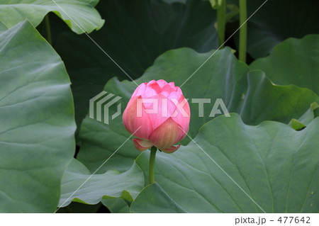 初秋 上野・不忍池 初秋 上野・不忍池 477642