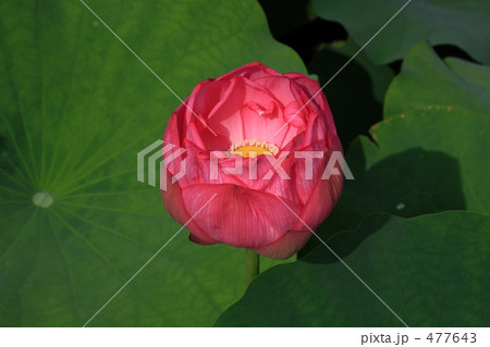 初秋 上野・不忍池 初秋 上野・不忍池 477643