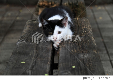 上野公園のぽやぽや子猫の写真素材