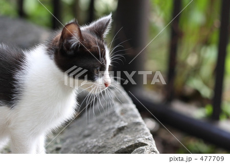 上野公園のぽやぽや子猫の写真素材