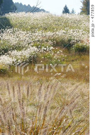 比叡山のススキ 比叡山のススキ 477859